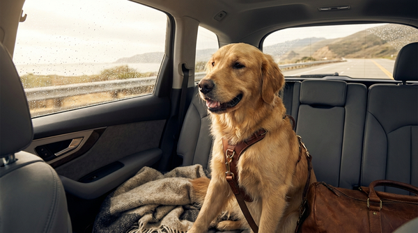 Voyage en voiture avec son chien : préparer un trajet serein et sécurisé