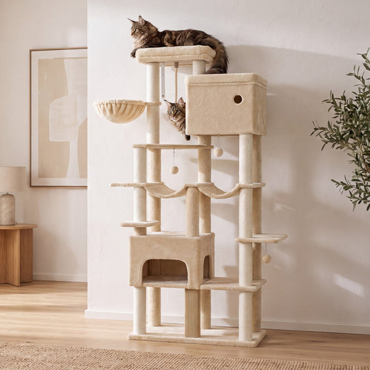 Maine Coon sur l'arbre à chat 200 cm dans un salon lumineux