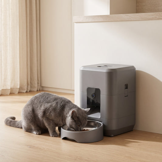 Chat British Shorthair qui mange au distributeur avec caméra
