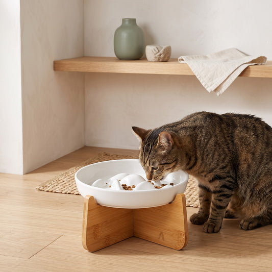 Chat tigré qui mange dans la gamelle Margot blanche