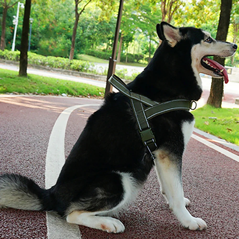 Husky assis en promenade avec le harnais vert armée