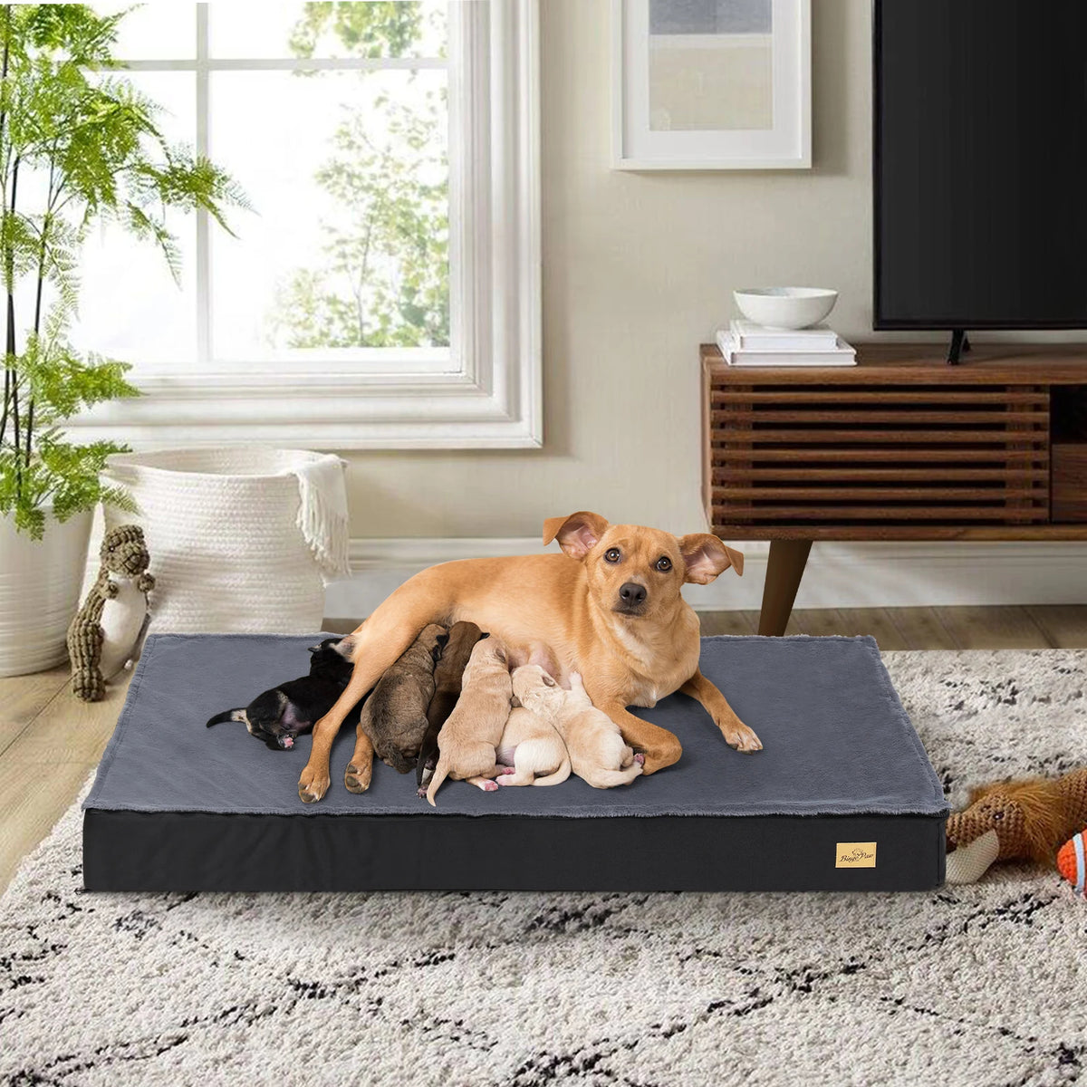 Lit pour chien déhoussable, chienne et chiots sur le matelas moelleux