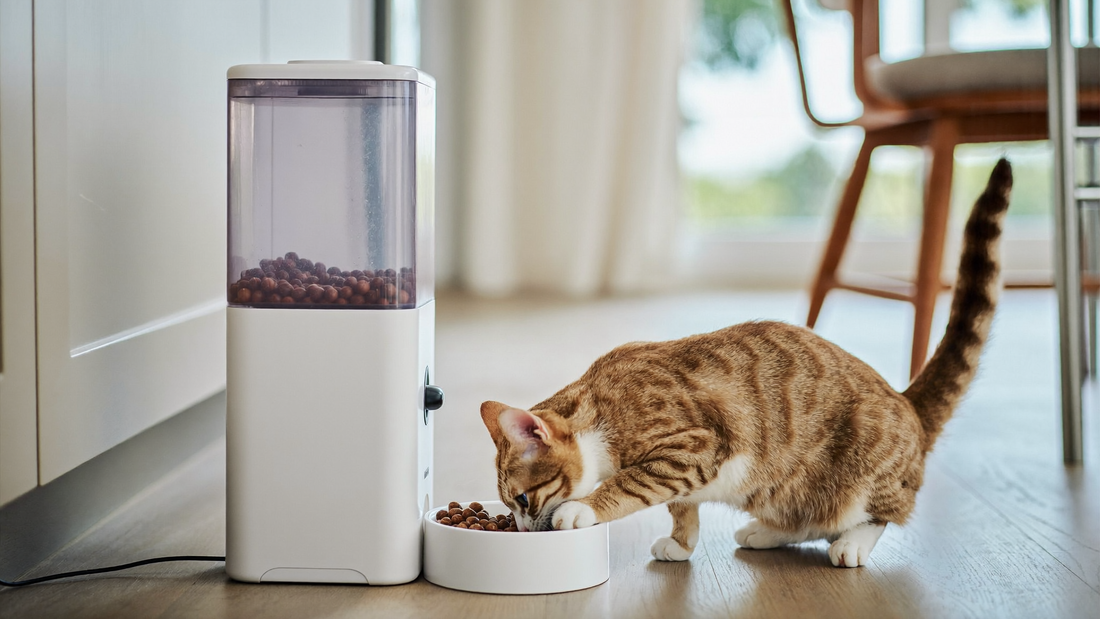 Chat mangeant à un distributeur automatique de croquettes dans une cuisine lumineuse