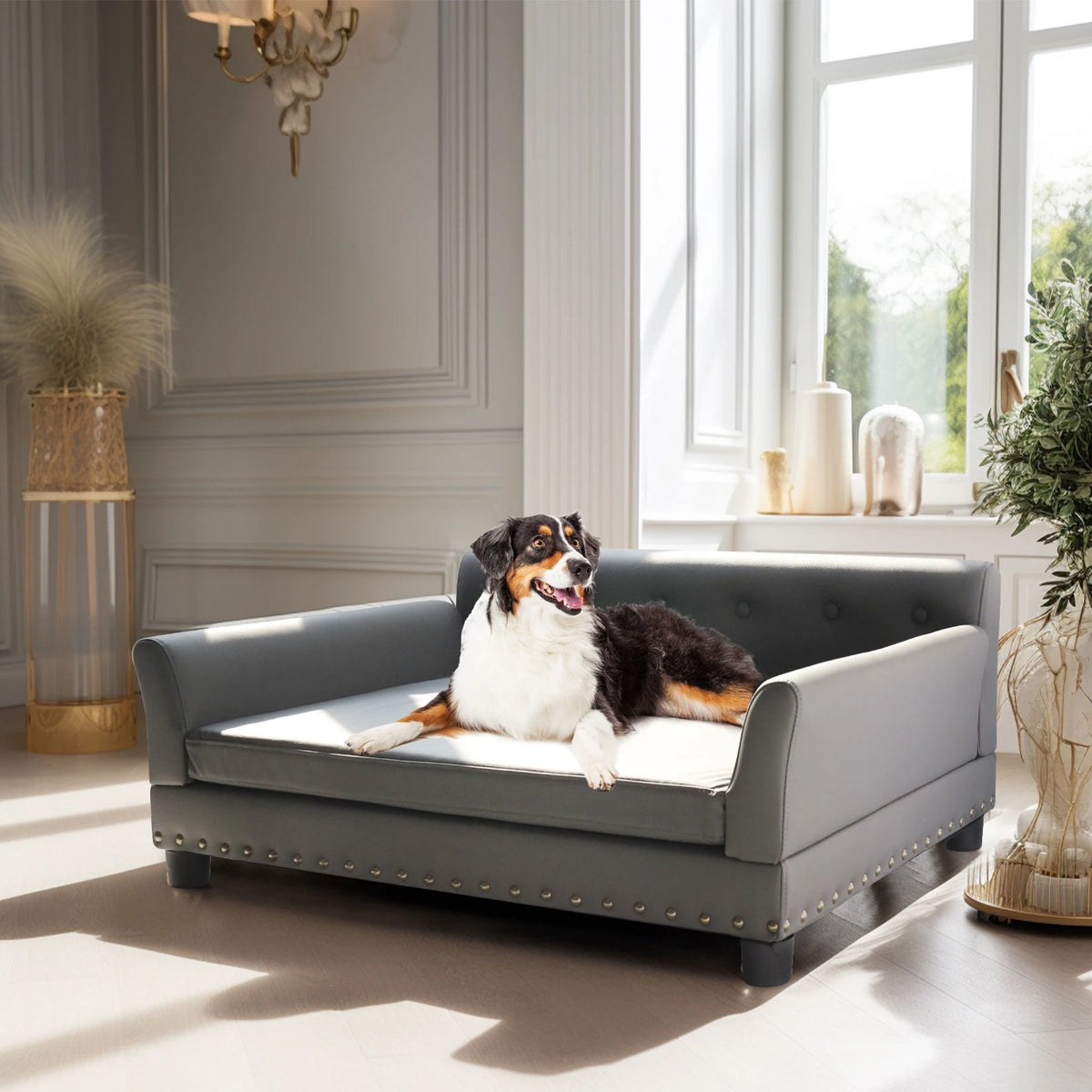 Border collie couché sur le canapé design pour chien