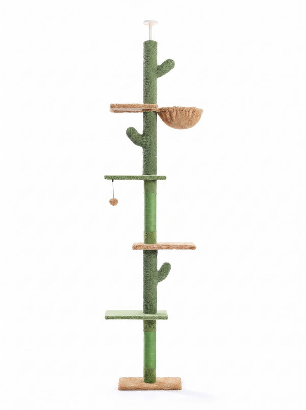 Arbre à chat cactus vert vu de trois quarts sur fond blanc