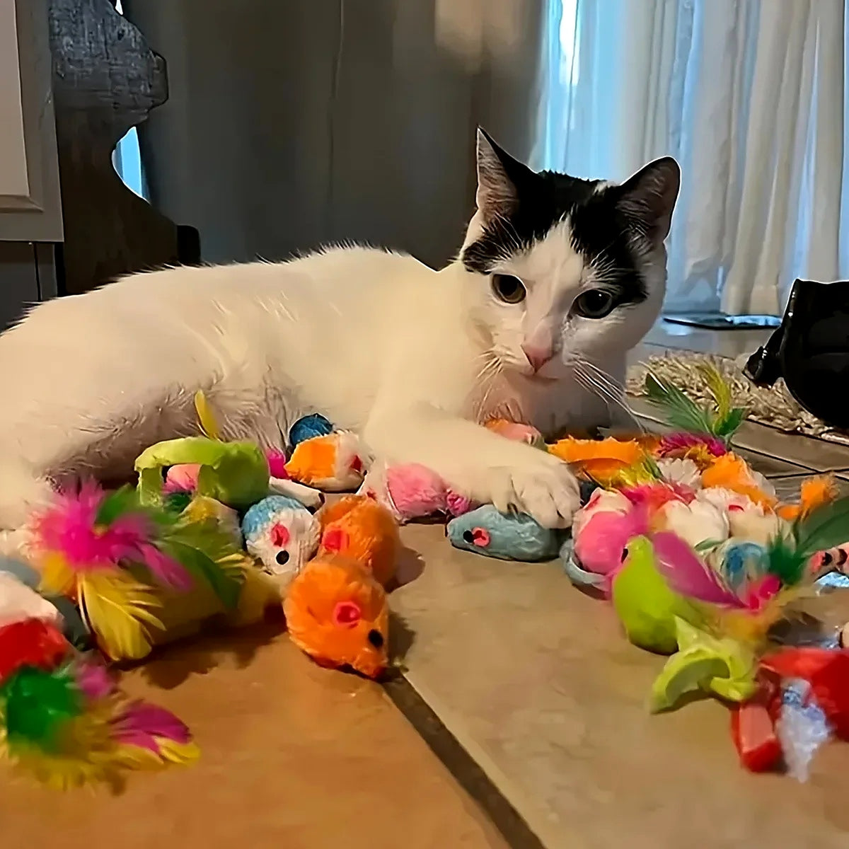 Chat allongé au milieu des souris à plumes colorées