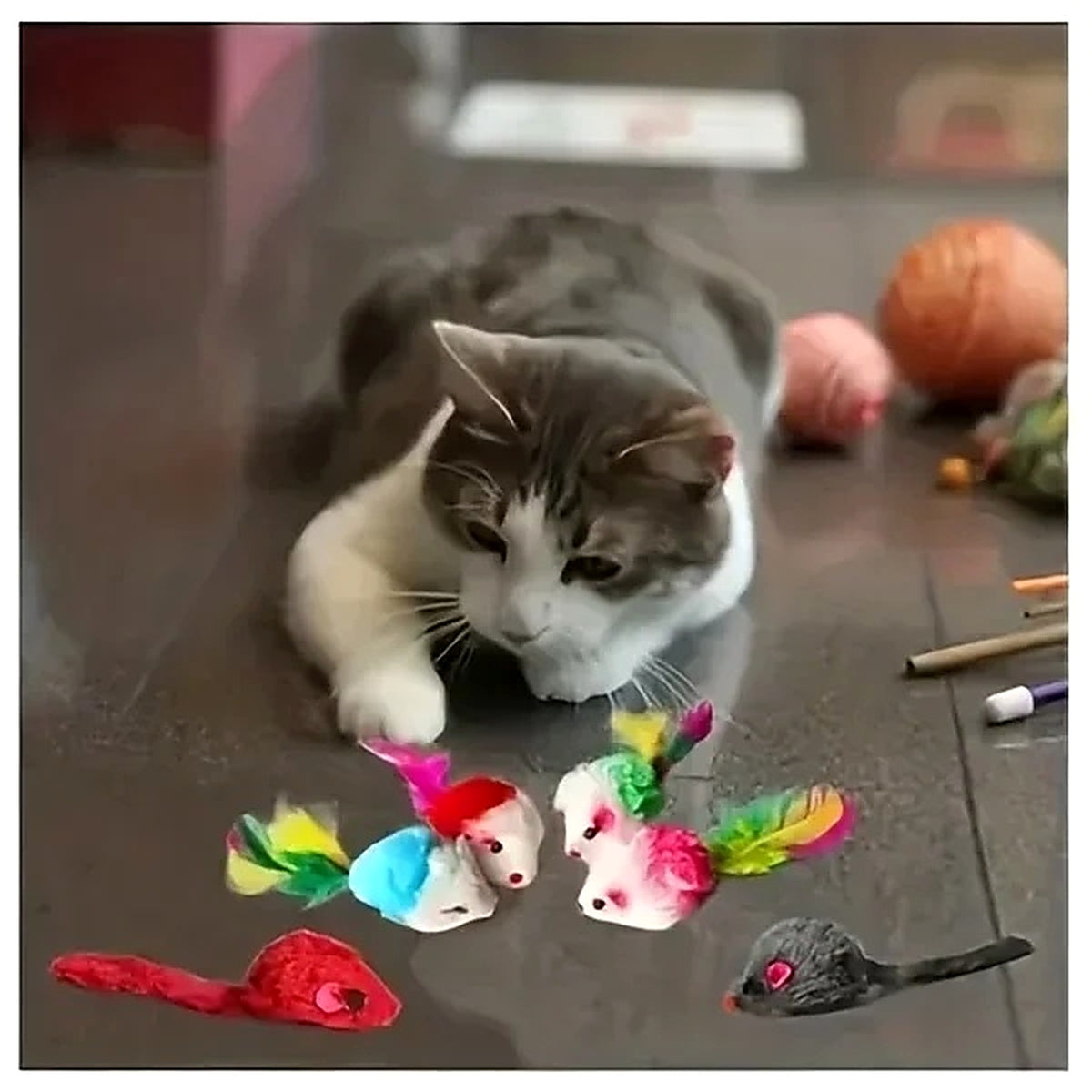 Chat qui attrape une souris à plumes du coffret