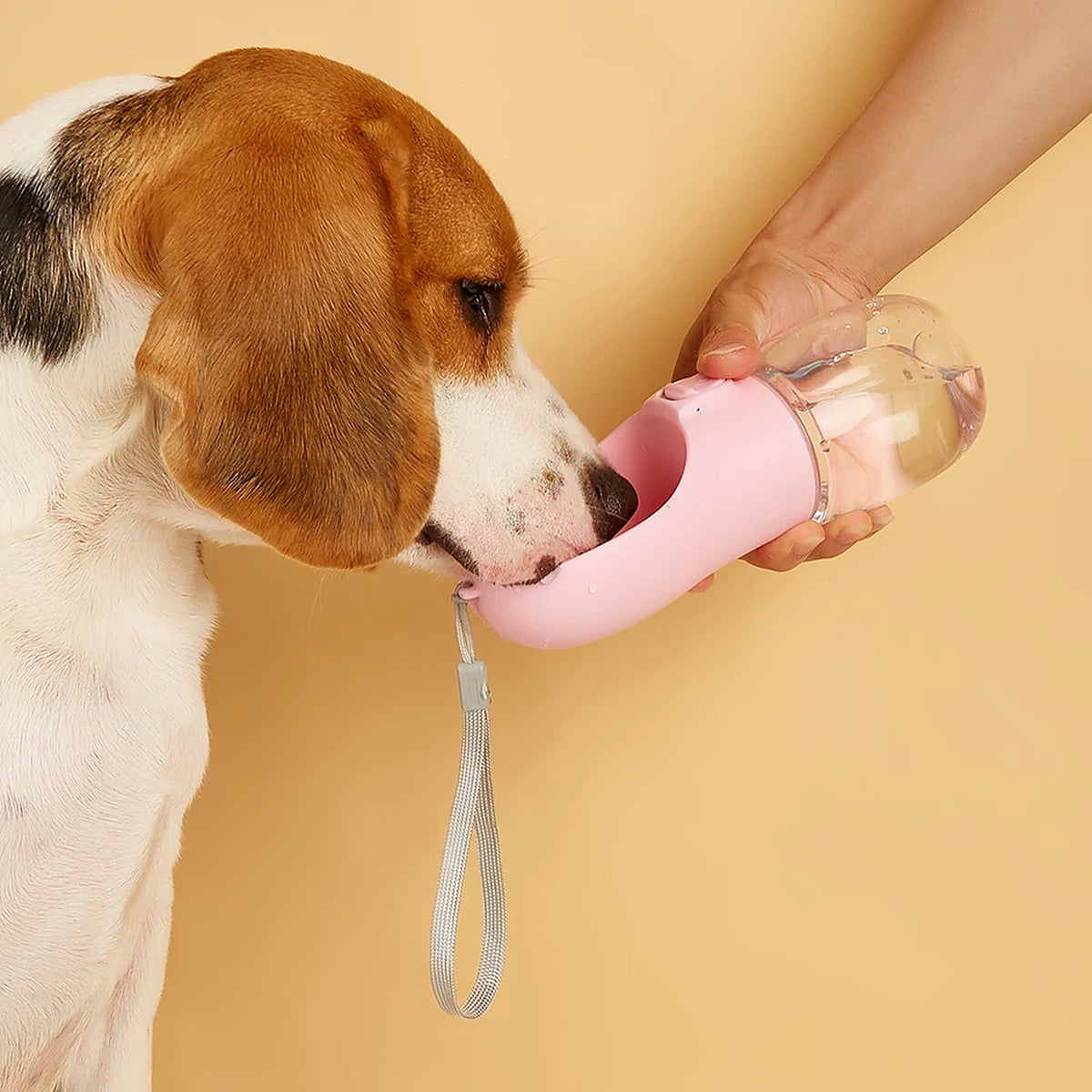 Beagle qui boit dans le bec-auge de la gourde