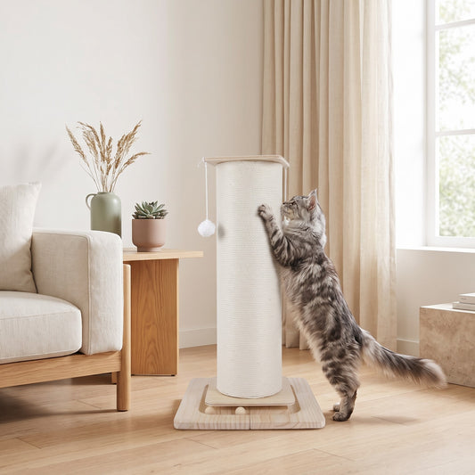 Maine Coon qui fait ses griffes sur le griffoir Marcel