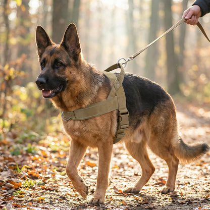 Berger allemand en promenade en forêt avec le harnais kaki