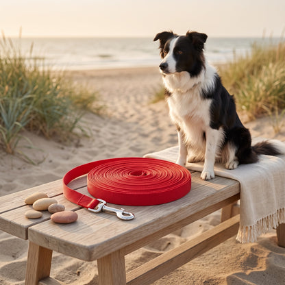 Longe rouge enroulée près d'un border collie à la plage