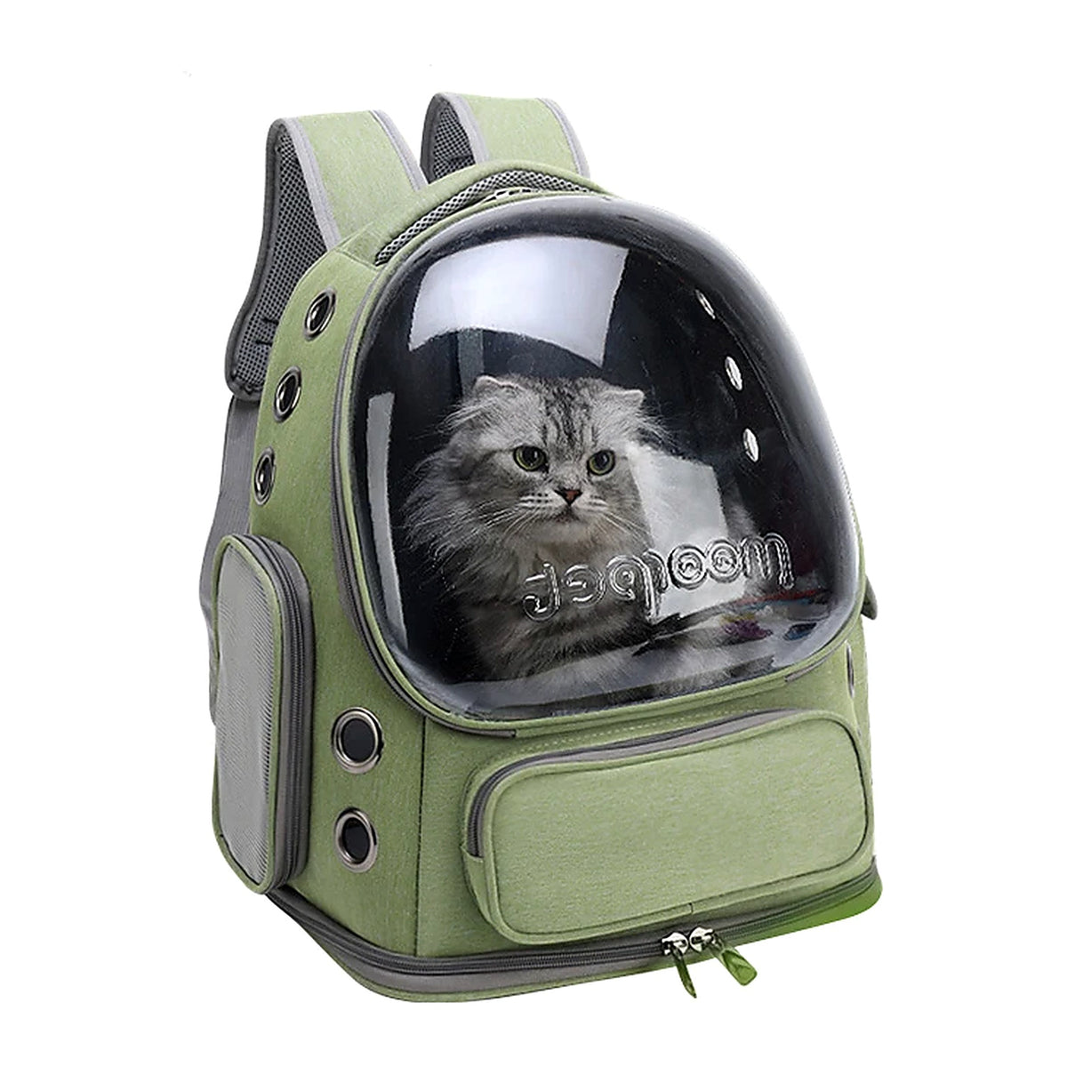 Chat installé dans le sac à dos vert sauge, façade transparente
