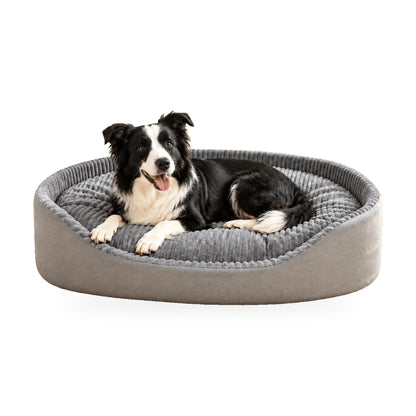 Border collie couché dans le lit Gustave