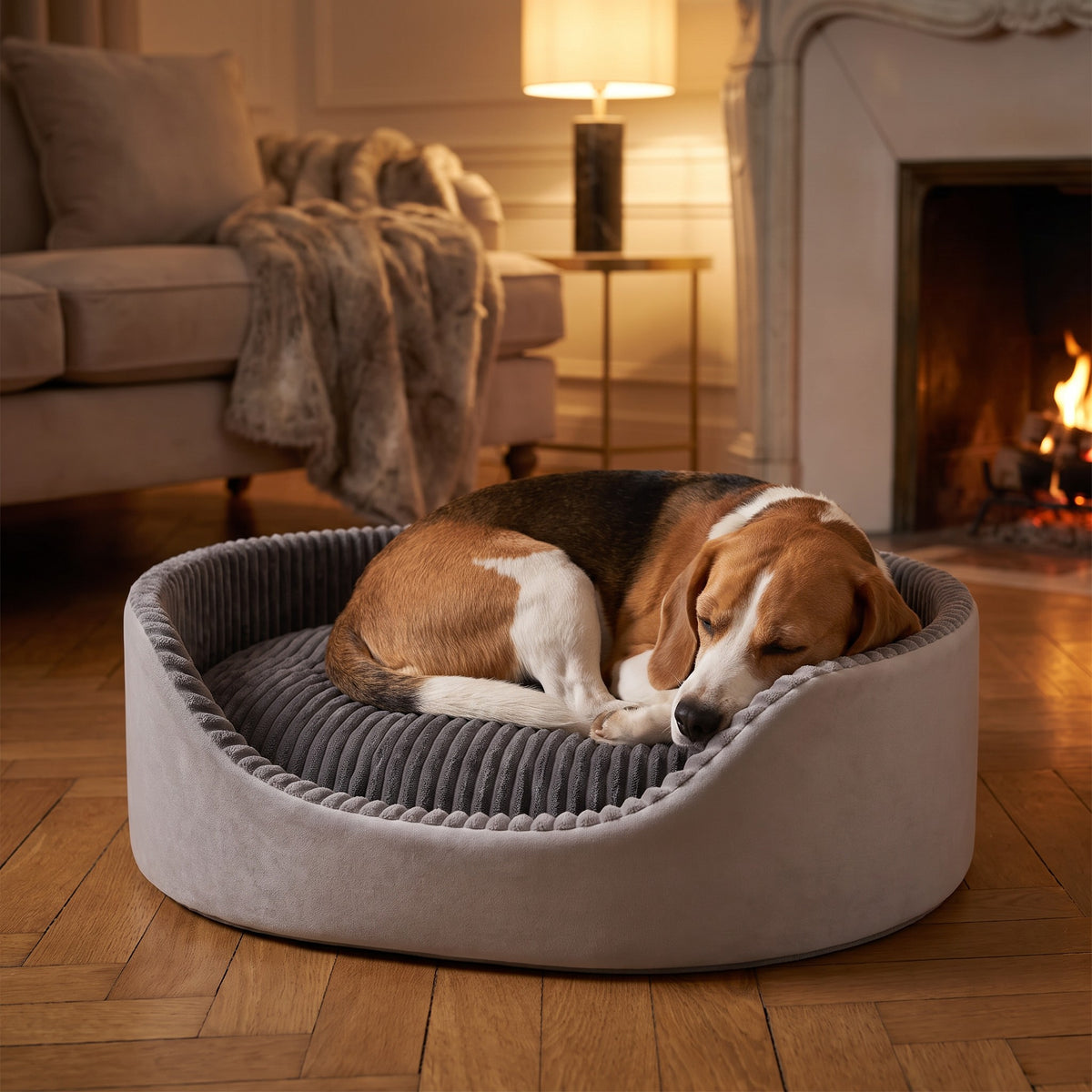 Beagle endormi dans le lit Gustave taille XL, soirée d'hiver