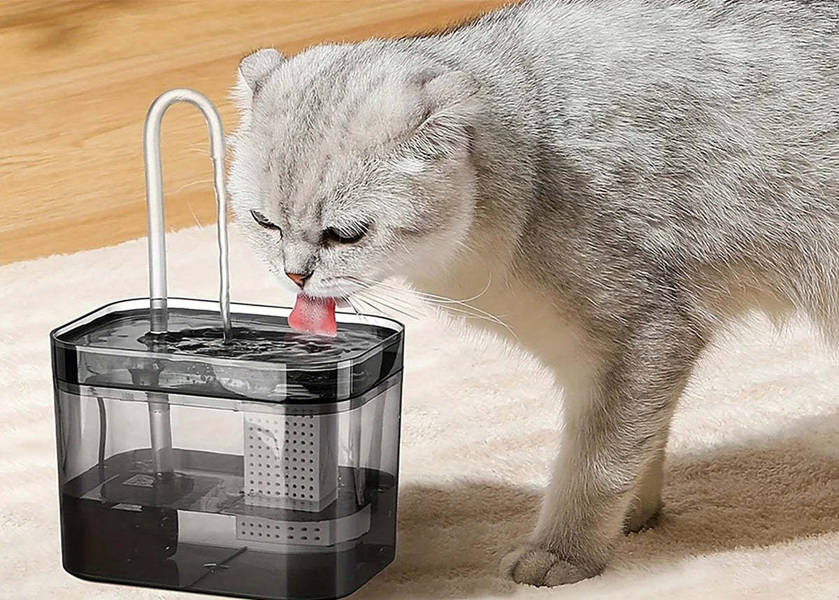 Gros plan d'un chat lapant le jet d'eau de la fontaine
