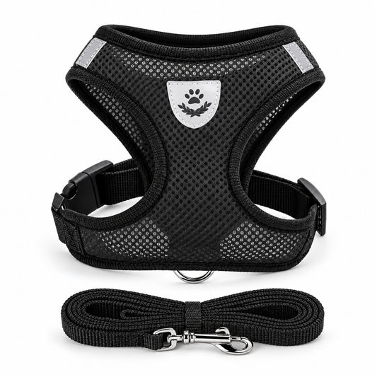 Harnais en maille noir pour chat et petit chien avec laisse – vue studio